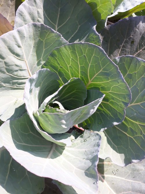 repolho verde Repolho verde – unidade